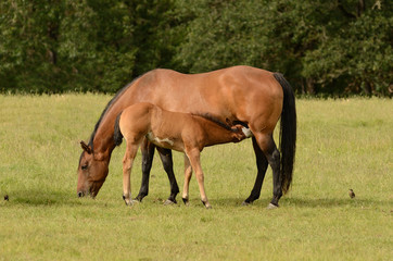 American paint mare and colt