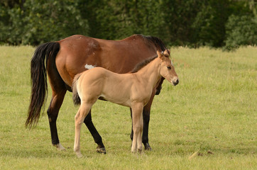 Fototapeta premium American paint mare and colt