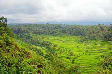 Fototapeta na wymiar Rice paddies, Bukit Jambul, Bali, Indonesia