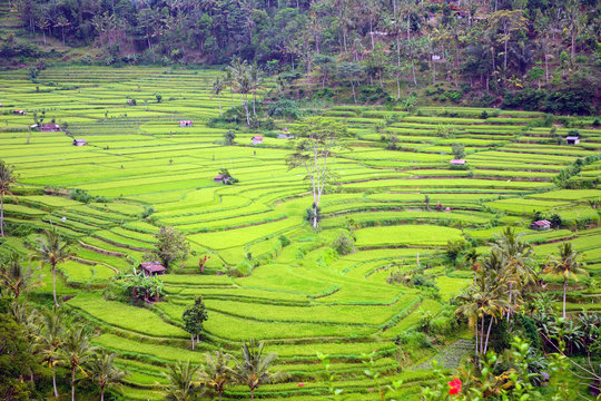 Rice paddies, Bukit Jambul, Bali, Indonesia