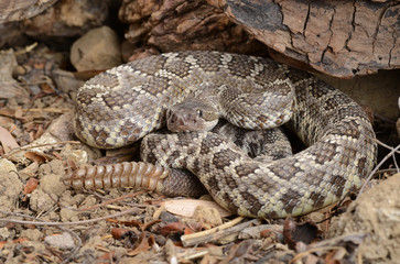 Fototapeta premium Southern Pacific Rattlesnake (Crotalus viridis helleri).