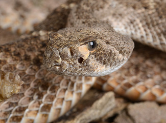 Western Diamondback Rattlesnake.