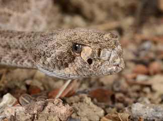 Western Diamondback Rattlesnake.