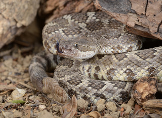 Southern Pacific Rattlesnake (Crotalus viridis helleri).