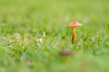 Mushroom