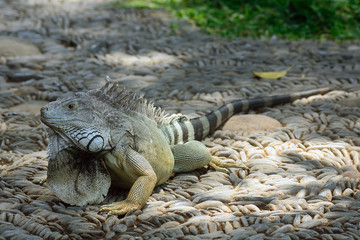 Green iguana