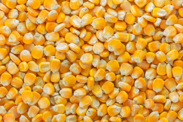 Raw corn seed as background.