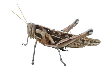 Bombay Locust 1