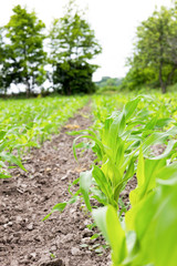 Agricultural field on which grow up corn plants