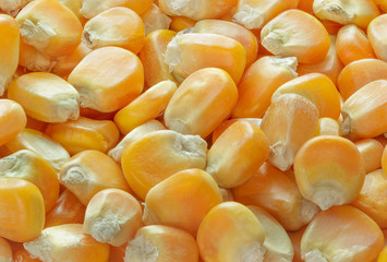 Close up raw corn seed as background.