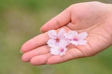 桜の花びら