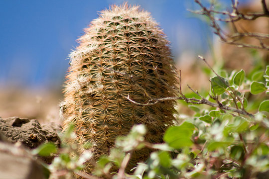 Chihuahua Desert Cactus-4