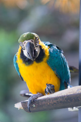 ルリコンゴウインコ