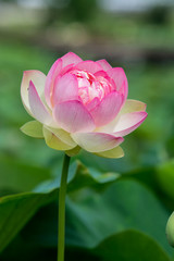 Obraz premium 蓮の花
