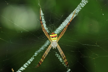 The spider is hiding to catch its food.