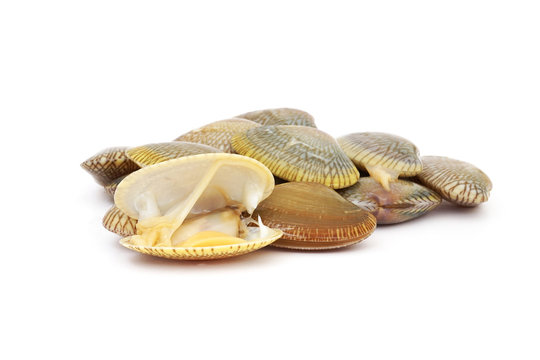 fresh raw surf clams on white background