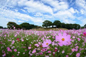 コスモス畑
