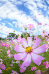 コスモス