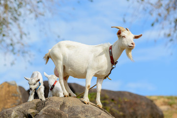 Obraz premium ヤギ