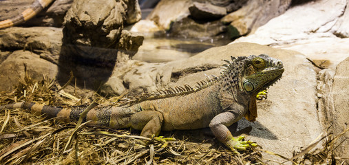 Green Iguana