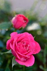 薔薇