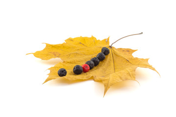 A number of black and red berries of a mountain ash on a maple a