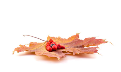 Black and red berries of a mountain ash on a maple autumn leaves