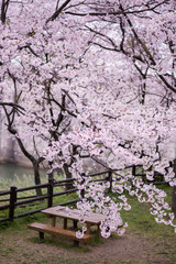 Fototapeta premium 桜とベンチ