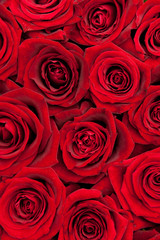 red roses