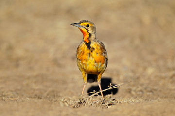 Cape longclaw (Macronyx capensis)