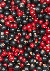 redcurrant and  blackcurrant