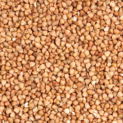 buckwheat;