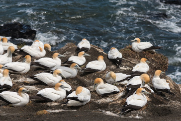 Fototapeta premium gannets nesting on cliffs