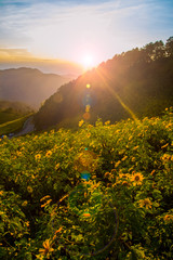 Mexican sunflower field.