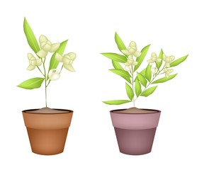 Fototapeta na wymiar Two Ylang Ylang Flower in Terracotta Pots