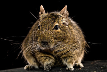 fat degu hamster