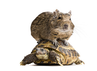 degu hamster riding turtle