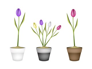 Fresh Tulip Flowers in Three Ceramic Pots