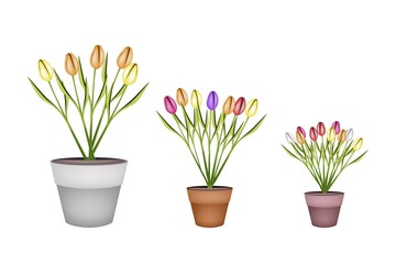 Naklejka na ściany i meble Fresh Tulip Flowers in Three Terracotta Pots
