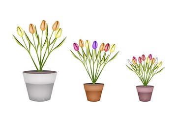 Fresh Tulip Flowers in Three Terracotta Pots