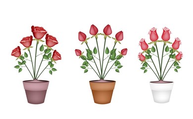 Fototapeta na wymiar Red Roses in Tree Ceramic Flower Pots