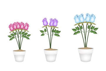 Beautiful Roses in Tree Ceramic Flower Pots