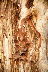 Texture of tree trunk
