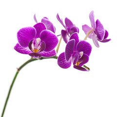Fototapeta na wymiar Very Rare Purple Orchid Isolated on White Background.