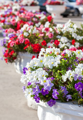 Decorative flowers in pots on a city street