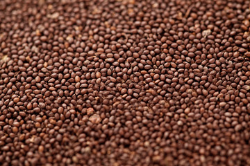 Indian sweet basil seed (Ocimum basilicum)