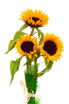 Still Life with Sunflowers Isolated on White Background.