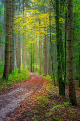 Obraz premium Road through Autumn Forest - Morning Fog