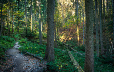Footpath In Natural Forest
