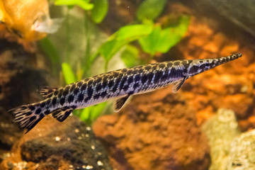 Atractosteus spatula - Alligator gars